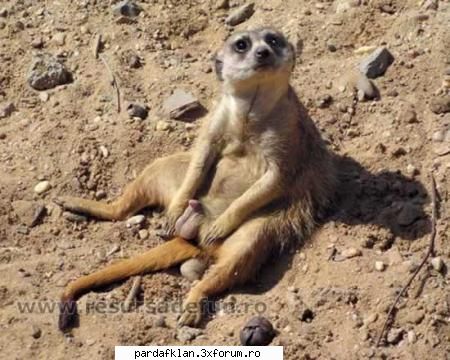 hai mah baga nimeni nici poza...:( credeti puteti face desert unu viezurelee asta grufter