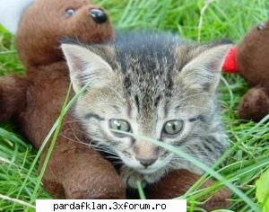 cele mai dulci animalutze tot intr-o alta ipostaza Moderatoare