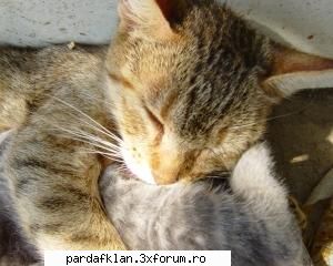 cele mai dulci animalutze aici.. mami Moderatoare