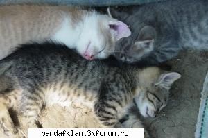 cele mai dulci animalutze fetele somn:p Moderatoare