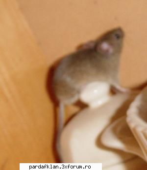 cele mai dulci animalutze aici credea mai are scapare.. Moderatoare
