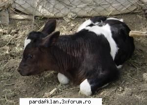 cele mai dulci animalutze dulcik Moderatoare