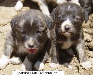 cele mai dulci animalutze catelushii lu' tzitzii Moderatoare
