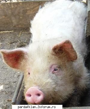 cele mai dulci animalutze domnu porccare intre timp fost mancat cred.. sau poate cel care inca Moderatoare
