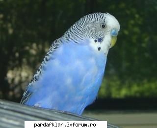 cele mai dulci animalutze uite animalul preferet lui mucone sau mai bine pasarea lui preferata THE ONE