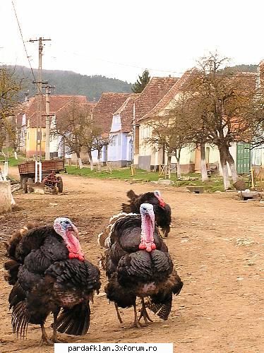hepi barzdei axl! multi ani axelus la&nbsp; asta micu traiesti bine sanatos, fericit, inplinit,
