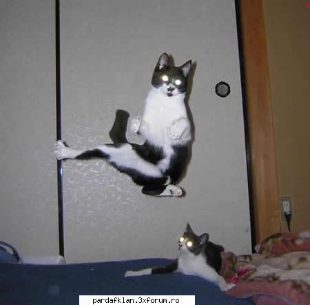 cele mai dulci animalutze uite niste pisici ninja THE ONE